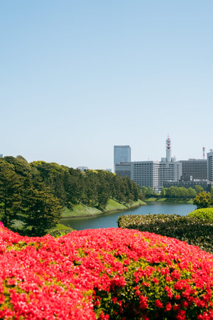 Chidoriga-fuchi Park and city view at spring in Tokyo, Japan