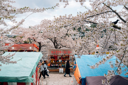 Hakodate, Hokkaido, Japan - April 23, 2023: Aoyagicho Hakodate Park cherry blossoms festivalのeditorial素材