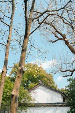 Suzhou, China - March 16, 2025: Lingering Garden Liuyuan, Chinese traditional garden with flowersのeditorial素材
