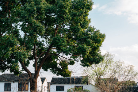 Traditional Chinese village street with trees in Suzhou, Chinaのeditorial素材