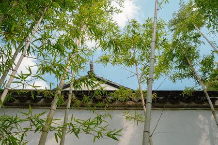 Suzhou, China - March 16, 2025: Lingering Garden Liuyuan, Chinese traditional garden with bamboosのeditorial素材