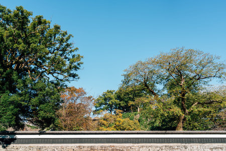 Kumamoto Castle Area Autumn Scene with Trees and Stone Wall in Japanのeditorial素材