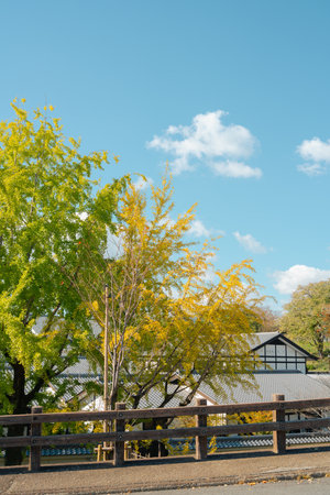 Kumamoto Castle Area Autumn Scene with Traditional Architecture and Ginkgo Tree in Japanのeditorial素材