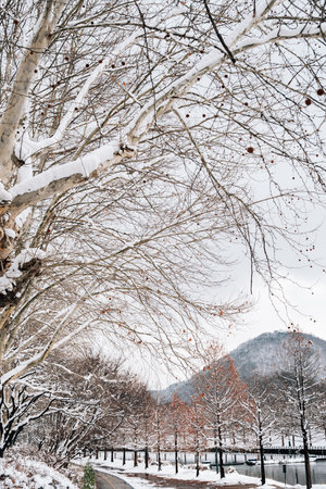 Winter Scenery of Gwanbangjerim Forest and River in Damyang, Koreaのeditorial素材