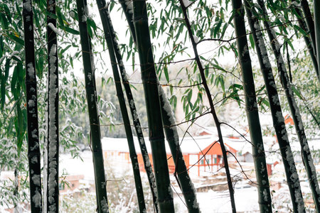 Winter Scenery of Juknokwon Bamboo Forest in Damyang, Koreaのeditorial素材