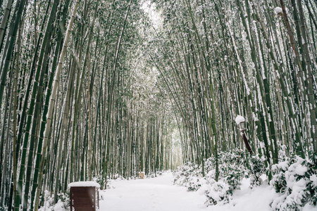 Winter Scenery of Juknokwon Bamboo Forest in Damyang, Koreaのeditorial素材