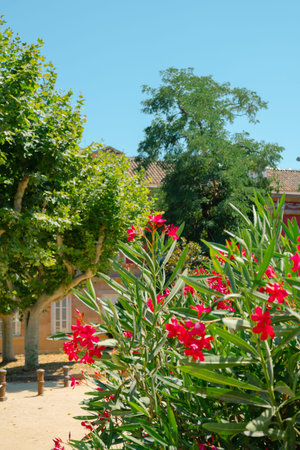 Summer of Ciutadella Park in Barcelona, Spainのeditorial素材