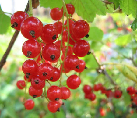 Macro photography of red currant berries in a sunny summer dayの写真素材