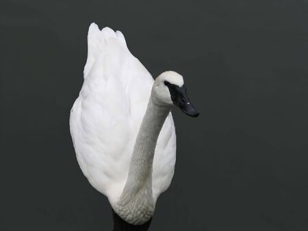 Lonely beautiful white swan swimming in a pondの写真素材