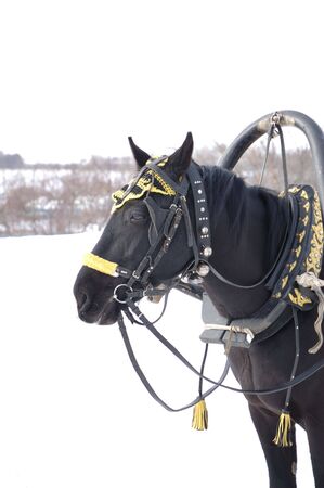 Head of black horse with harness decorated with jingles and straps. Photo taken in winter in Russiaの写真素材
