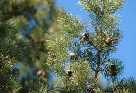 Pine branch with cones and needles in bright sunlightの写真素材