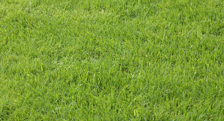 Green field of grass photographed in springの写真素材