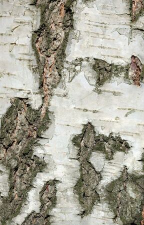 Close-up image of bark of birch treeの写真素材