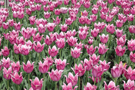 Pink tulips close-up with focus in the middleの写真素材