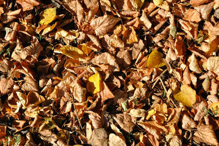 Background of yellow and brown autumn leaves captured in bright sunlightの写真素材