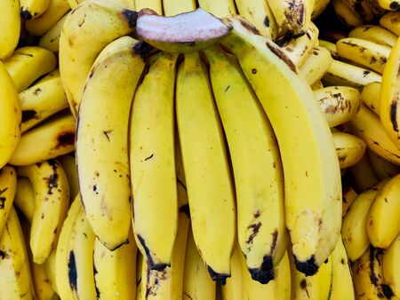 Bunche indian Bananas in indiaの写真素材