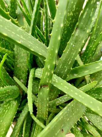 Aloe vera is a popular medicinal plant that has been used for thousands of yearsの写真素材