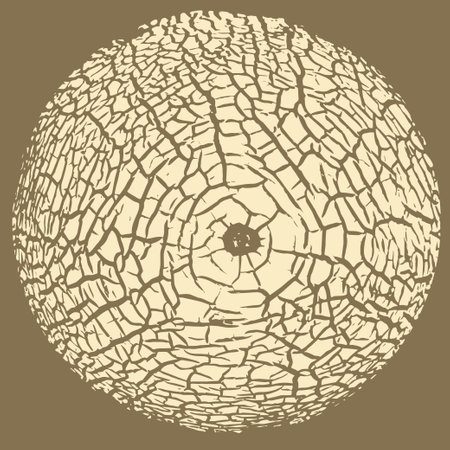 Melon skin texture close up. Round silhouette. Cracked peel structure. Vector backgroundのイラスト素材