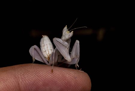 mantisの写真素材