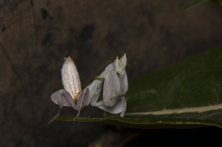 orchid mantisの写真素材