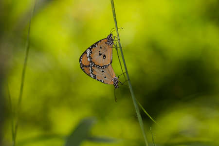 butterfly matingの写真素材