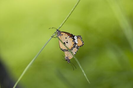 butterflies matingの写真素材
