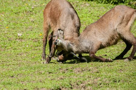 two waterbucks in the pasture were fightingの写真素材
