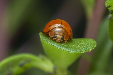yellow Ladybug on the leafの写真素材