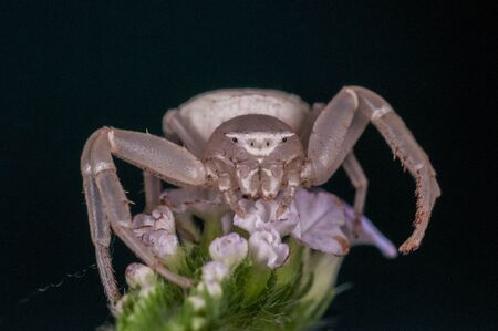 white crab spiderの写真素材