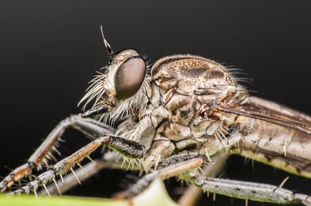 robberfly macro shotの写真素材