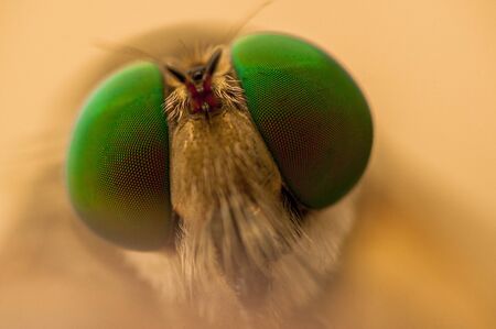 Closeup of a robberfly macro shotの写真素材