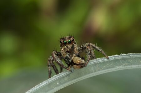 Jumping spider closeup natural backgroundの写真素材