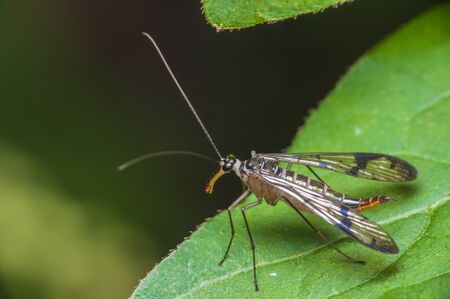 A famale Scorpion Fly perched on a leafの写真素材