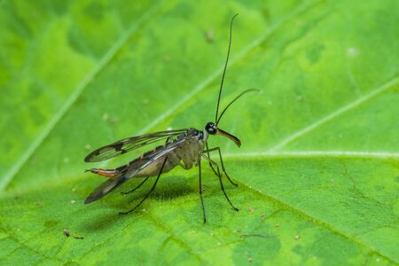 A famale Scorpion Fly perched on a leafの写真素材