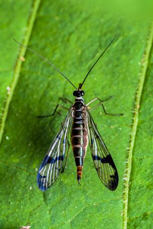 Scorpion Fly - Scorpion Fly on leafの写真素材