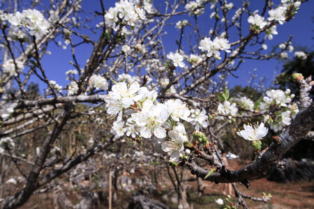 flowers close upの写真素材