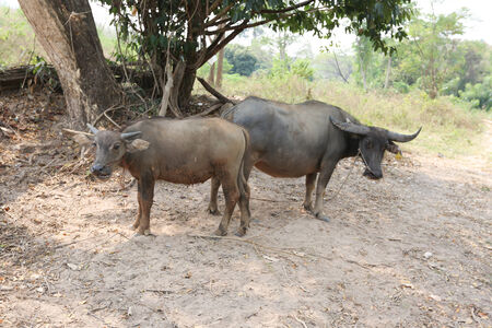 Buffalo Motherの写真素材