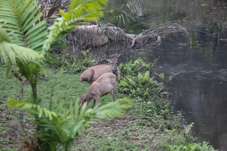 Mother and baby deerの写真素材