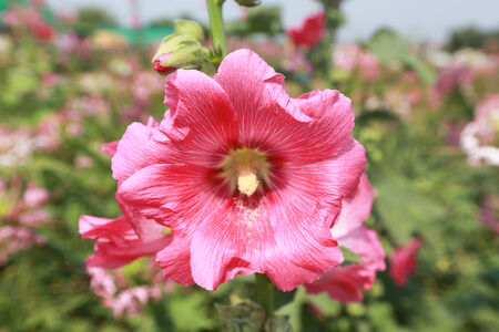 Flowersの写真素材