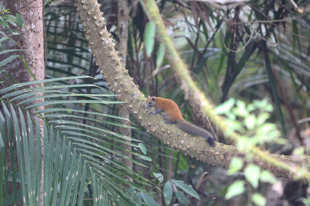 wild Squirrelの写真素材
