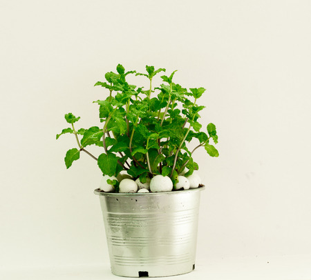 Kitchen Mint in a potの写真素材