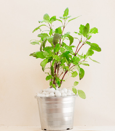 Ocimum sanctum in a potの写真素材