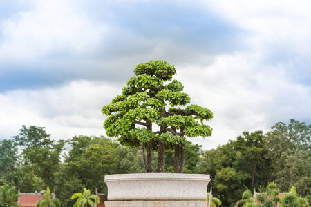 bonsai treeの写真素材