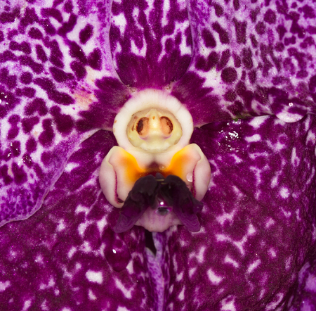 Orchidaceaeの写真素材