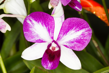 Orchid close upの写真素材