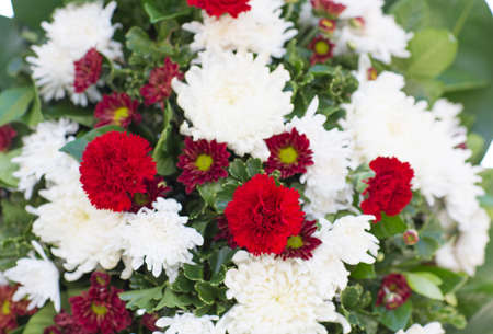 Flowersの写真素材