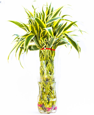 ornamental plantsの写真素材