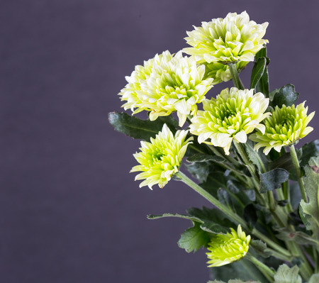 Gerbera , Barberton daisの写真素材