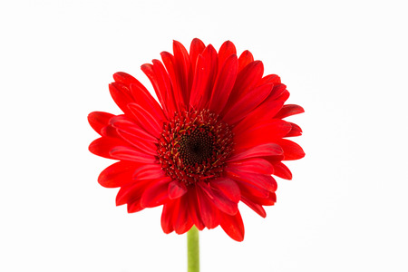 Gerbera , Barberton daisの写真素材