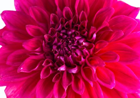 Gerbera flowersの写真素材